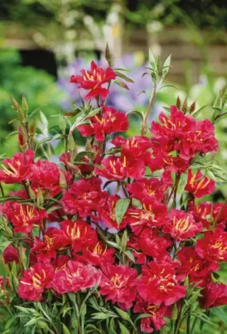 15 Semillas Clarkia elegans “Red”