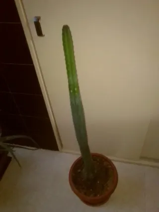 Cactus Colonne 10L Vaso