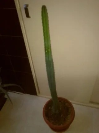 Cactus Colonne 10L Vaso