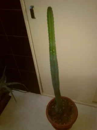 Cactus Colonne 10L Vaso