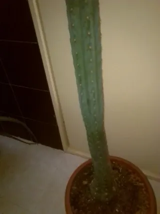 Cactus Colonne 10L Vaso