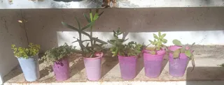 6 Plantas suculentas