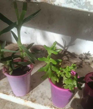 6 Plantas suculentas