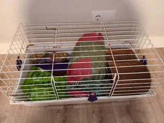 Jaula para cobaya y accesorios, conejos, mascotas