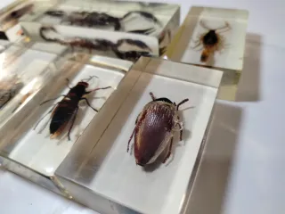 7 Insetti in Resina National Geographic