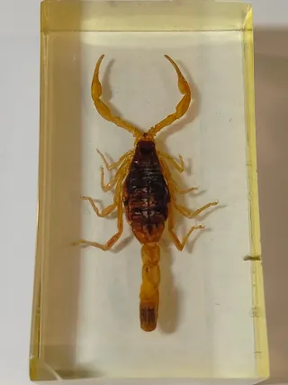 7 Insetti in Resina National Geographic