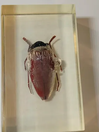 7 Insetti in Resina National Geographic