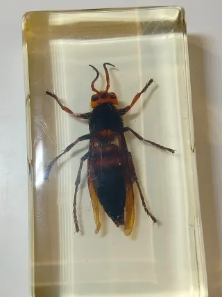 7 Insetti in Resina National Geographic