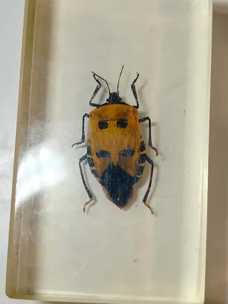 7 Insetti in Resina National Geographic