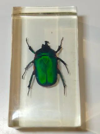 7 Insetti in Resina National Geographic