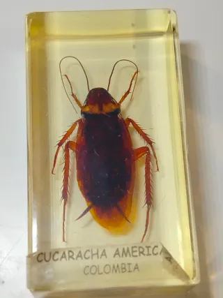 7 Insetti in Resina National Geographic