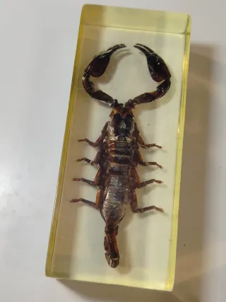 7 Insetti in Resina National Geographic