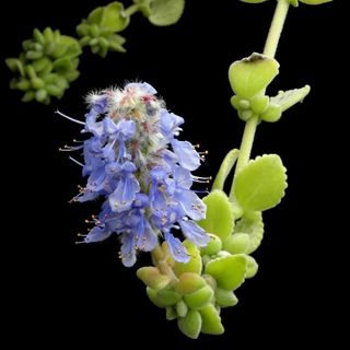 Plectranthus Tomentosa|Bonsai Zero colador REDONDO
