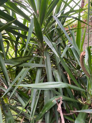 Pianta verde Yucca gigante