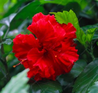 Planta Hibiscus rosa-sinensis flores rojas dobles