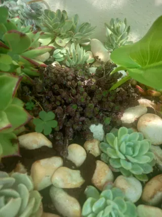 Sedum Red Carpet