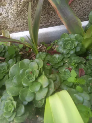 Aeonium Lily Pad Suculenta