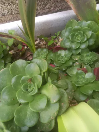 Aeonium Lily Pad Suculenta