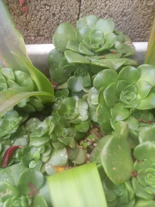 Aeonium Lily Pad Suculenta