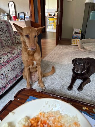 Cuidado de perros en familia