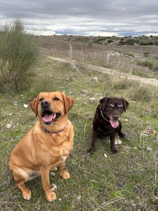 Cuidado de perros en familia