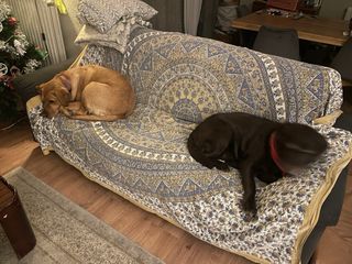 Cuidado de perros en familia