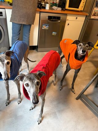 Cuidado de perros en familia