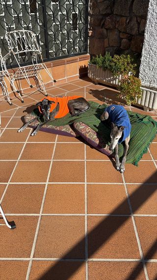 Cuidado de perros en familia