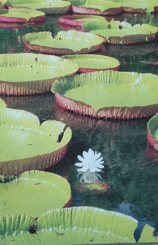 Cuadro en lienzo - verde