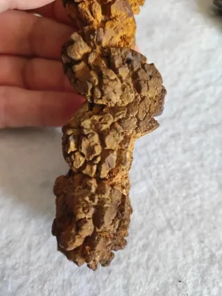 Coprolito Fosil Grande