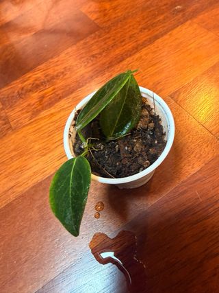 Hoya Dennisii 20€