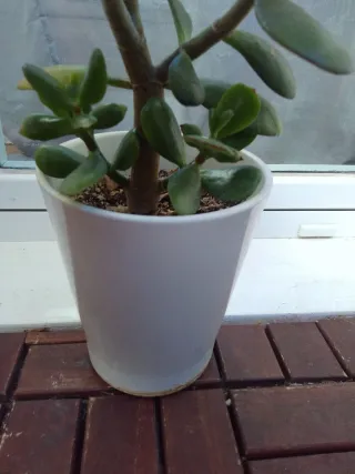 Planta Jade en maceta blanca