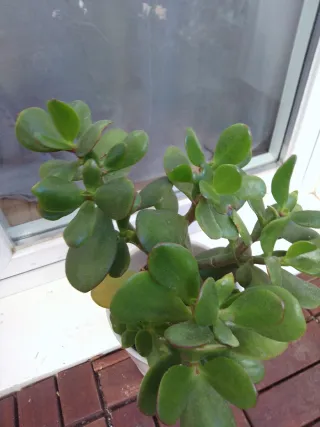 Planta Jade en maceta blanca