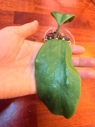 Hoya Excavata