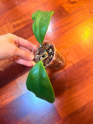 Hoya Excavata