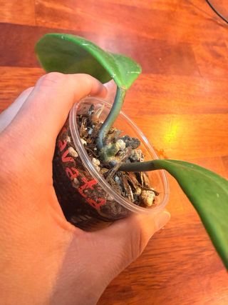 Hoya Excavata