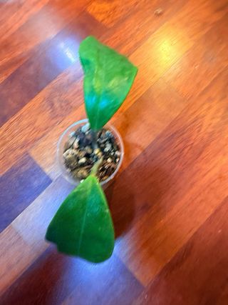 Hoya Excavata