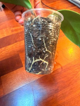 Hoya Excavata