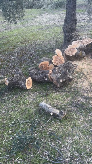 Leña para chimenea o barbacoa