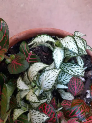 Trío de Fitonias en Maceta de Barro