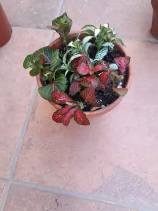 Trío de Fitonias en Maceta de Barro
