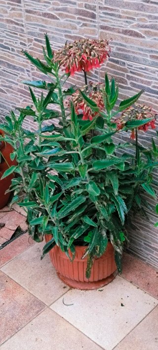 KALANCHOE CON FLORES ROJAS.