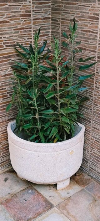 KALANCHOE