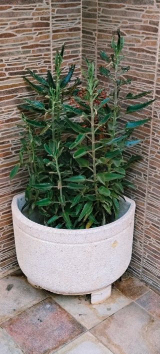 KALANCHOE