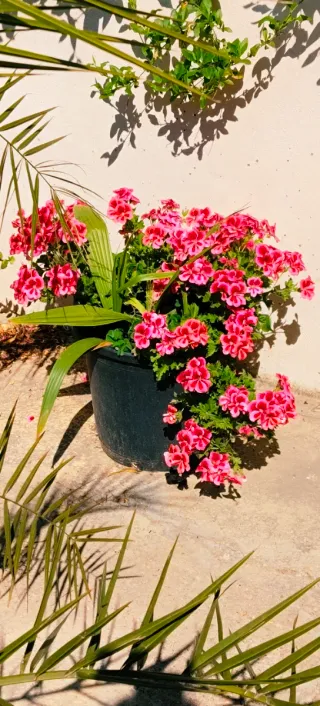 Maceta con geranios rosas