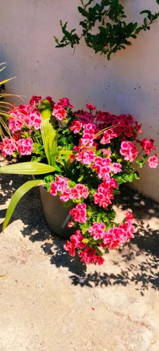 Maceta con geranios rosas