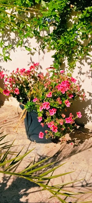 Maceta con geranios rosas