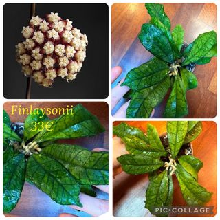 Hoya Finlaysonia 33€
