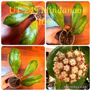 Hoya Mindanao UT-249