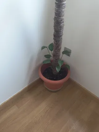 Planta Potos en maceta